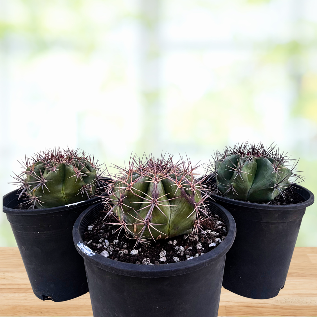 Echinocactus ingens