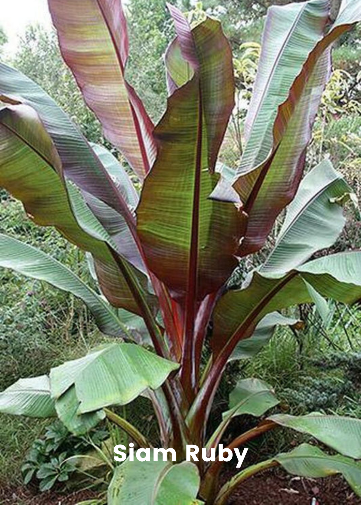 Ruby Abyssinian Banana Bundle: Siam Ruby, Blood Banana, Dwarf Cavendish & Red Abyssini ...