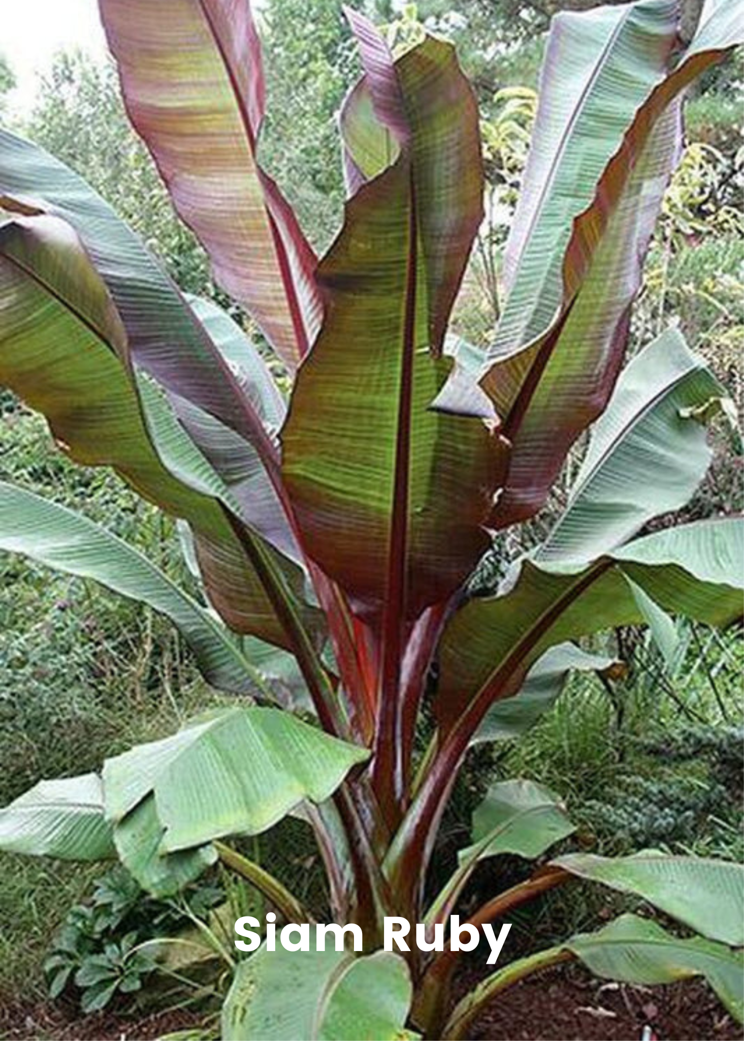 Banana Bundle: Siam Ruby, Blood Banana, Dwarf Cavendish & Red Abyssinian