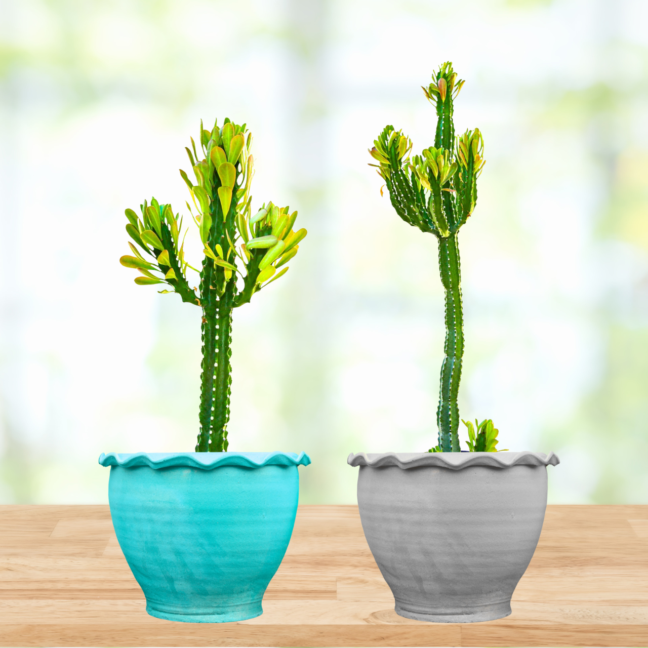 Euphorbia Royaleana