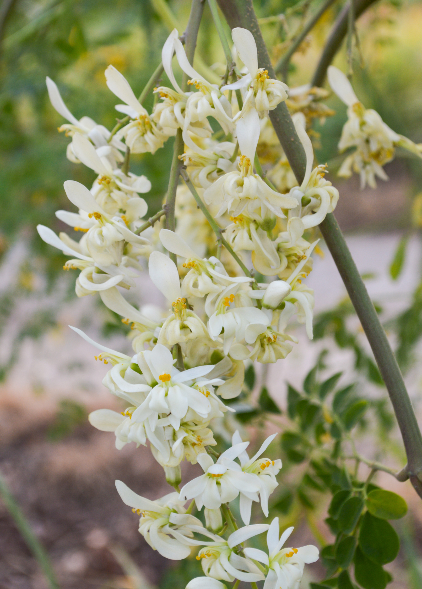 Moringa (Moringa oleifera)