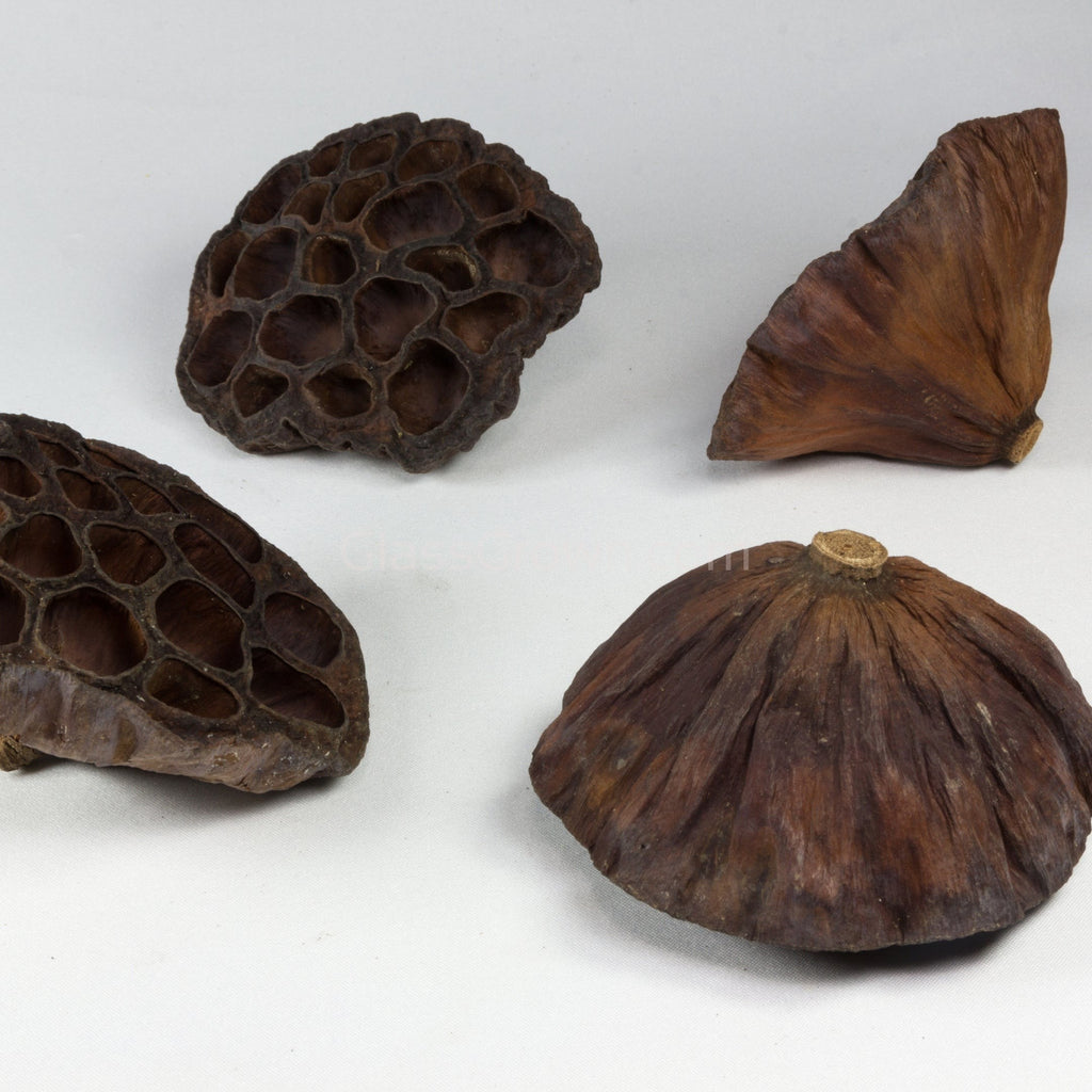 Dried Lotus Pods 3 Pack