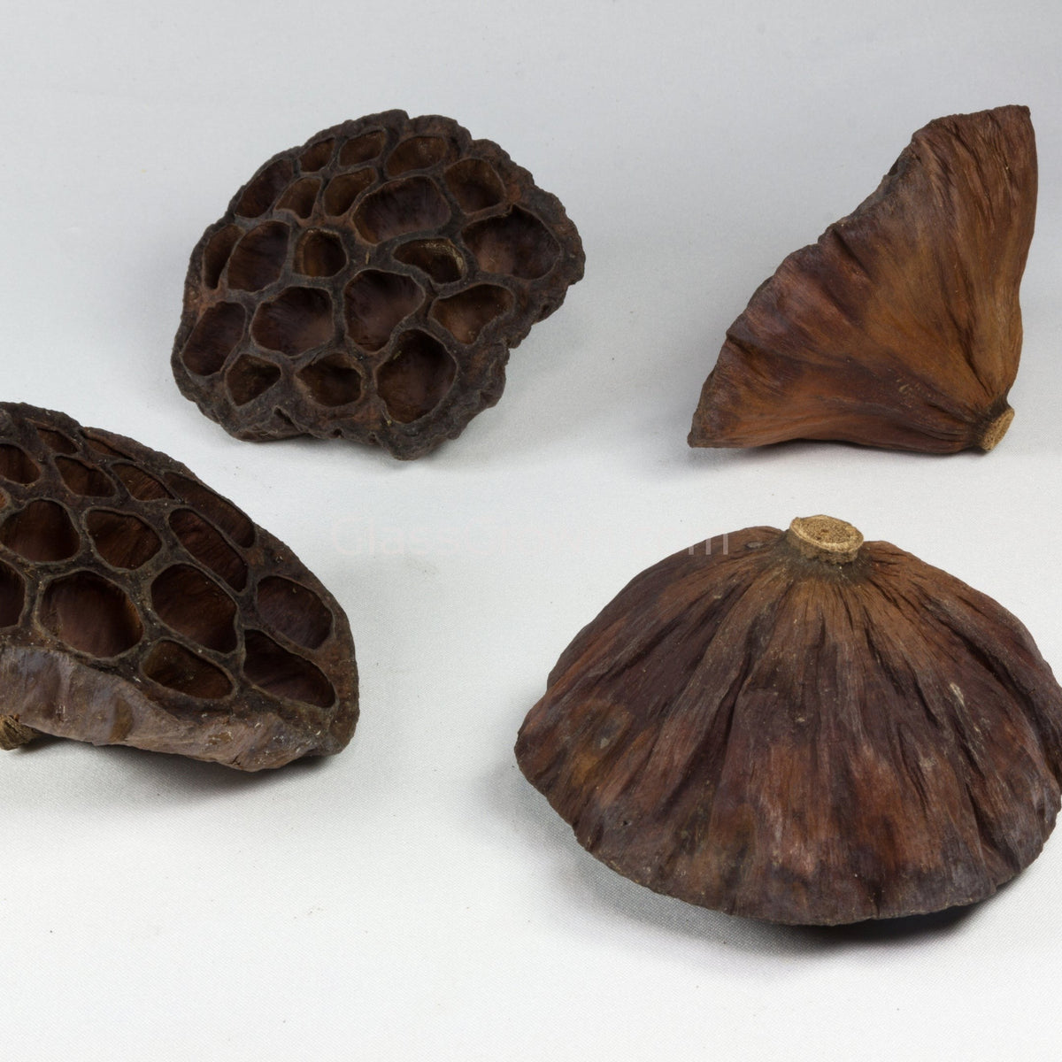 Dried Lotus Pods 3 Pack