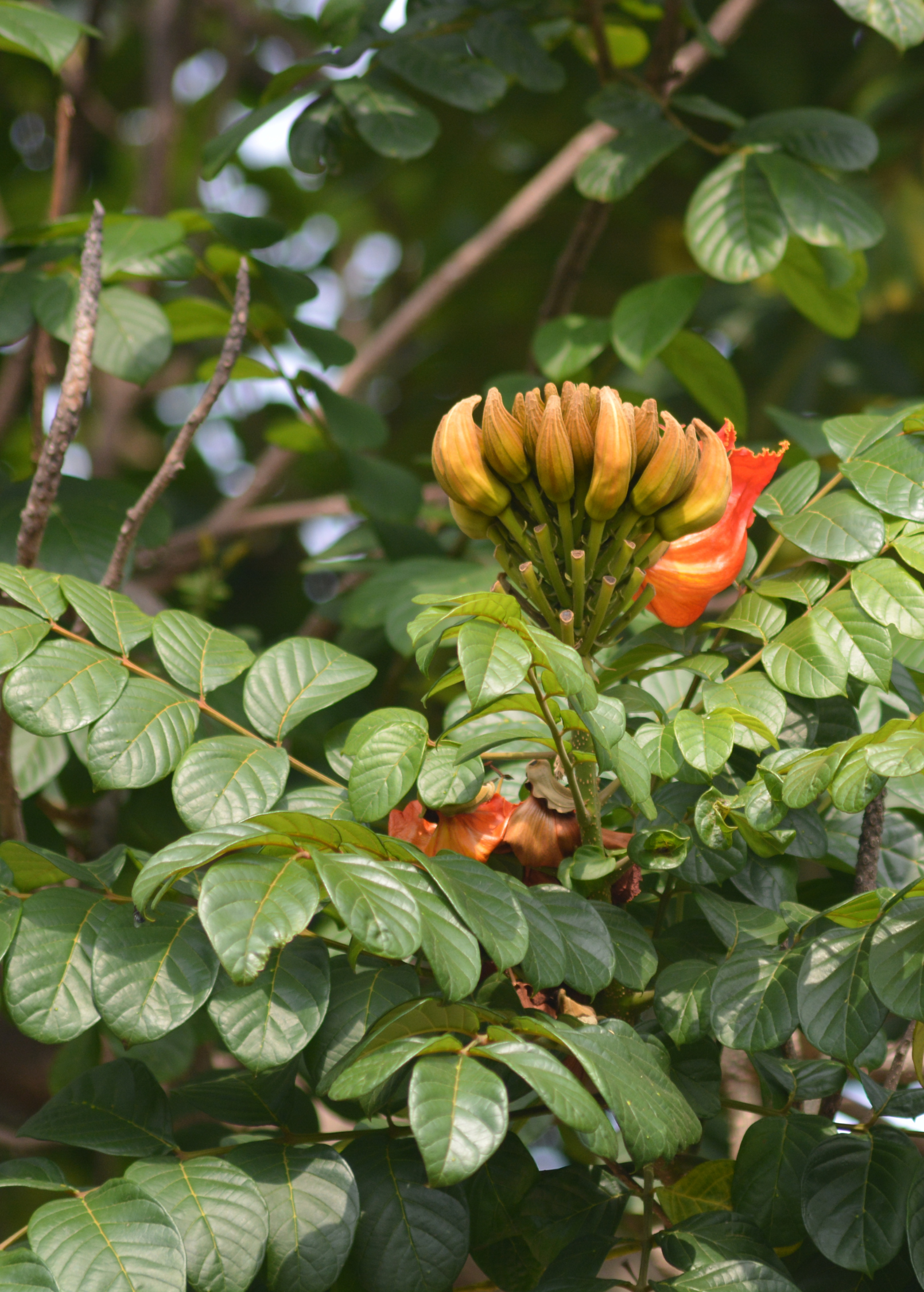 African Tulip Tree, Jamaican Donkey Pee Pee  (Spathodea campanulata)