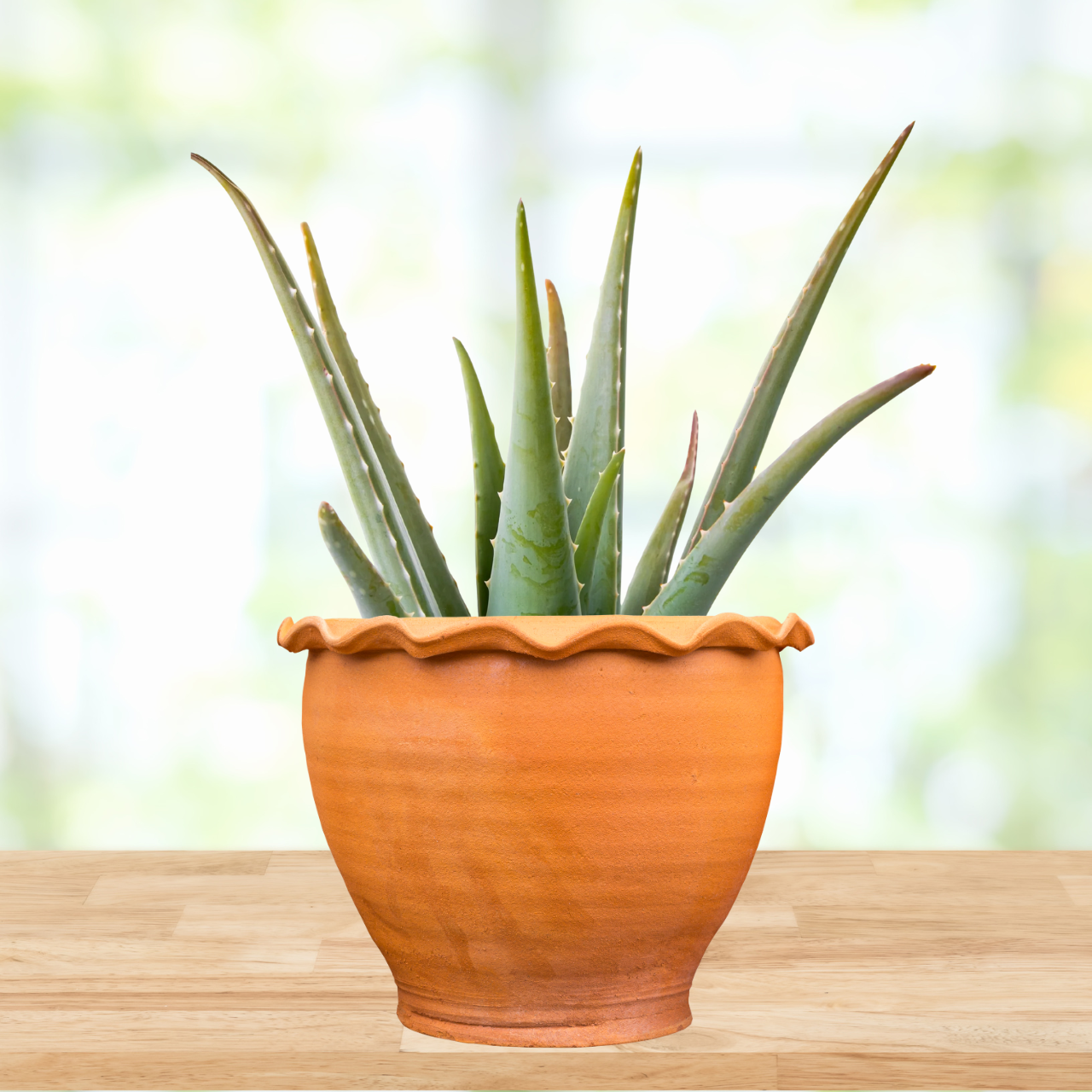 Aloe Barbadensis