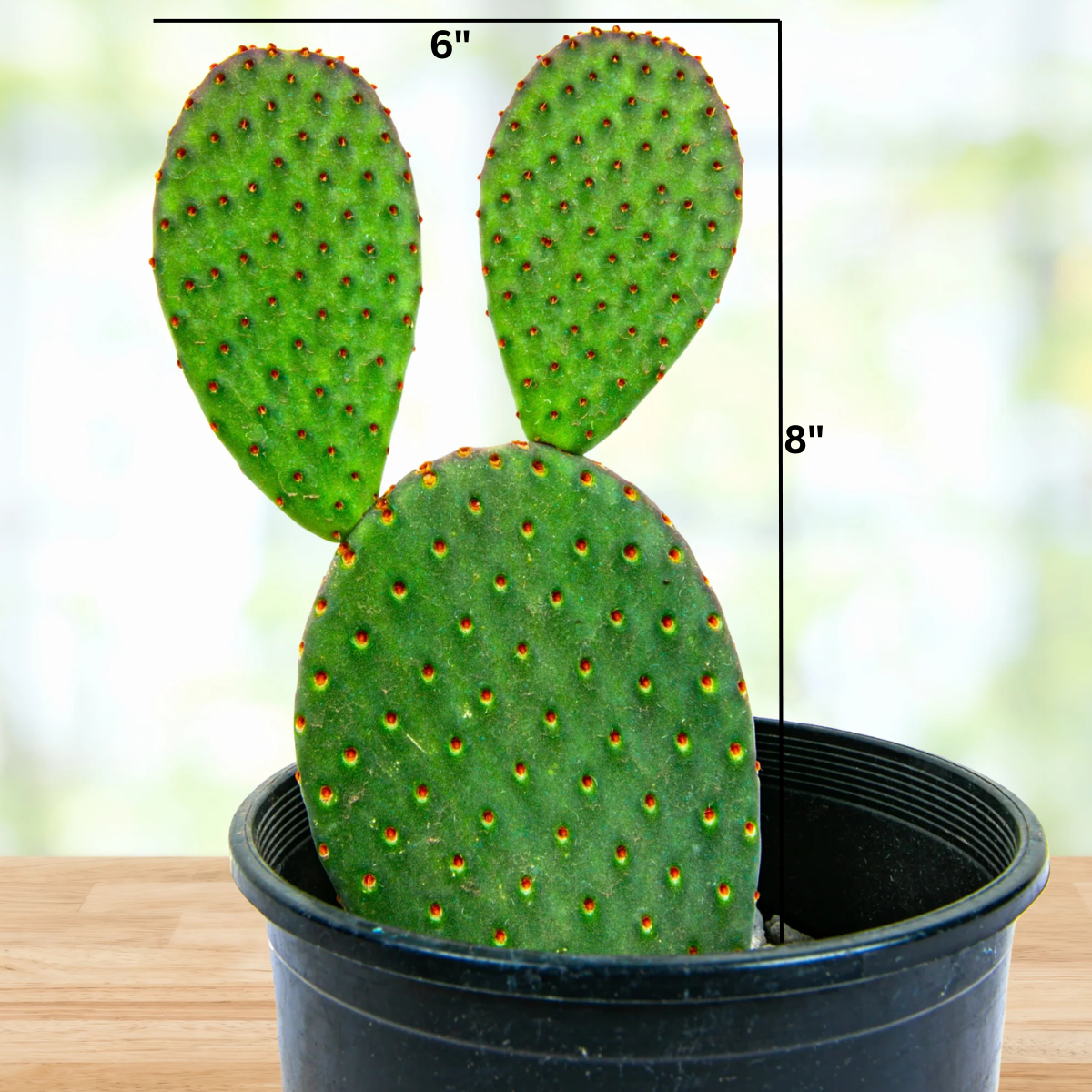 Cinnamon Prickly Pear