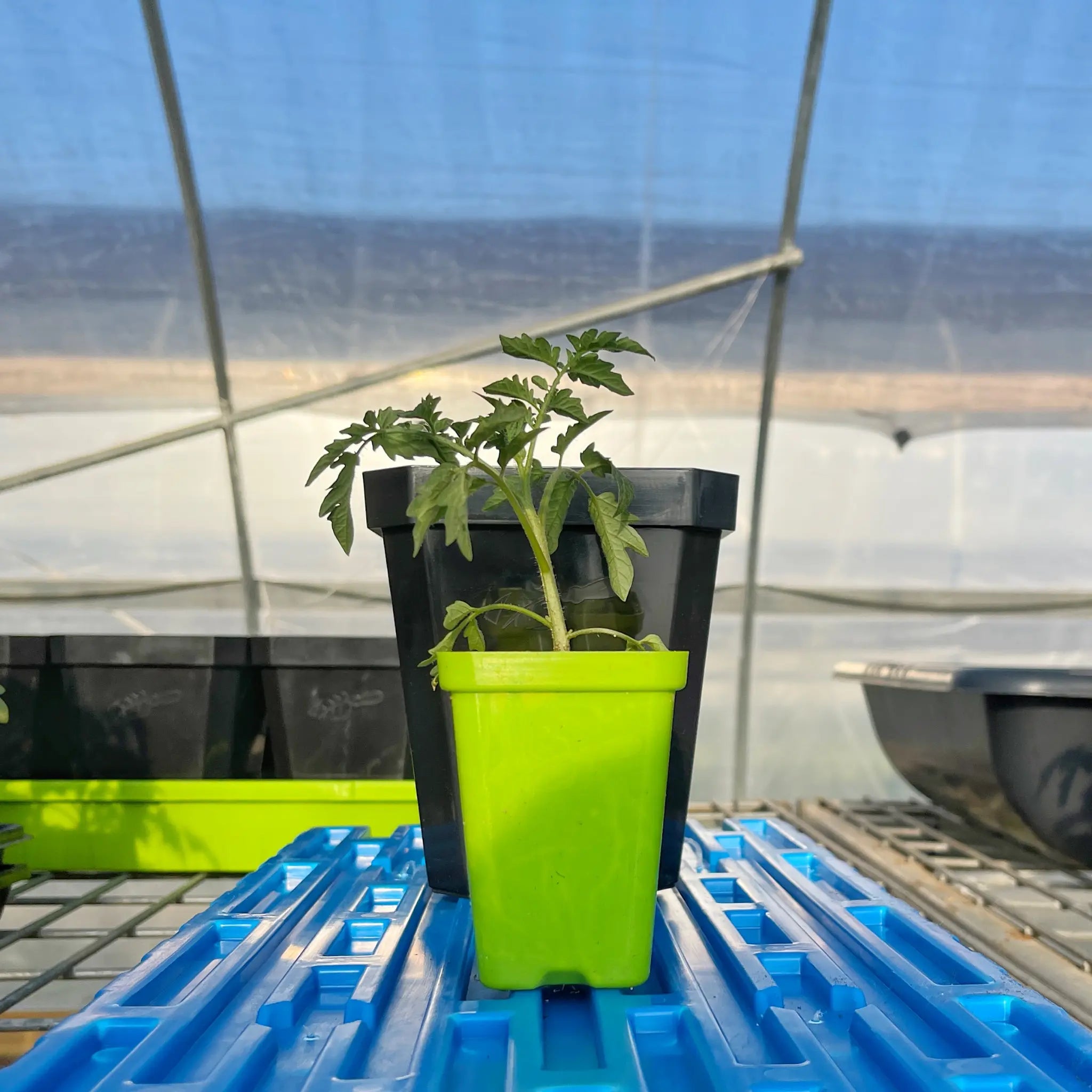 5" Nursery Pots with Insert Tray