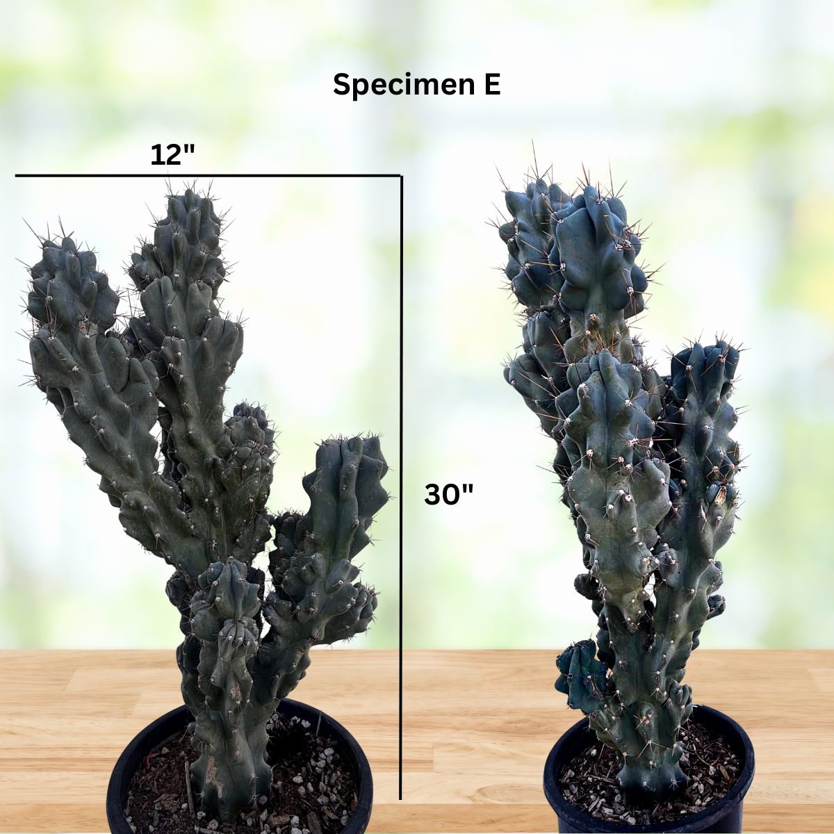 Curiosity Cactus