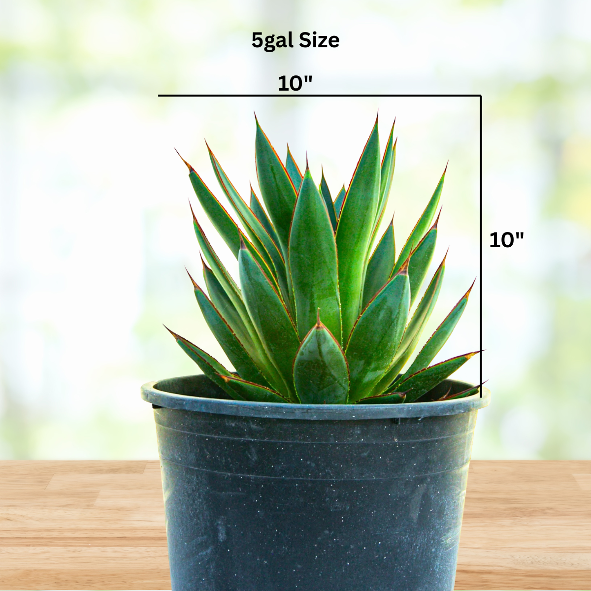 Agave 'Blue Glow'