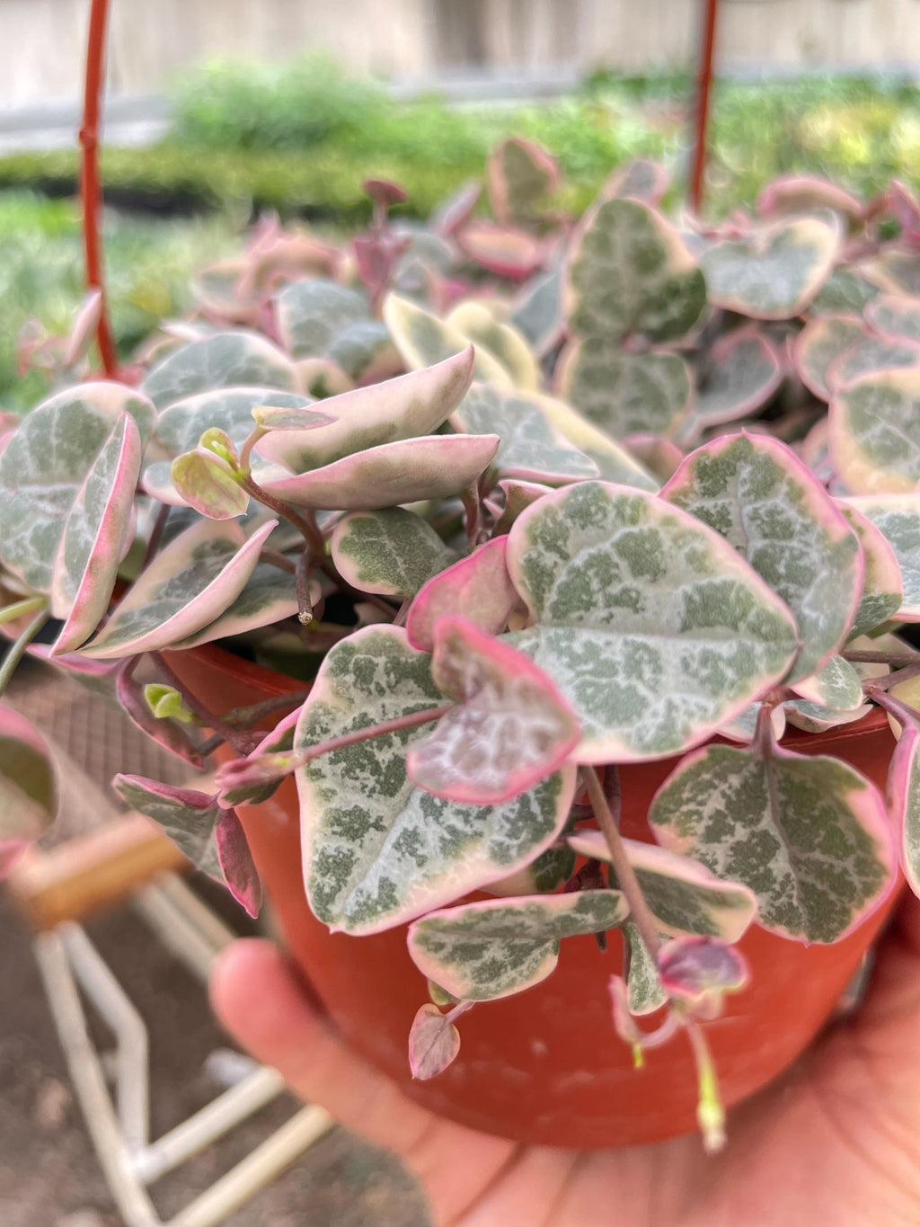 Variegated String of Hearts Succulent