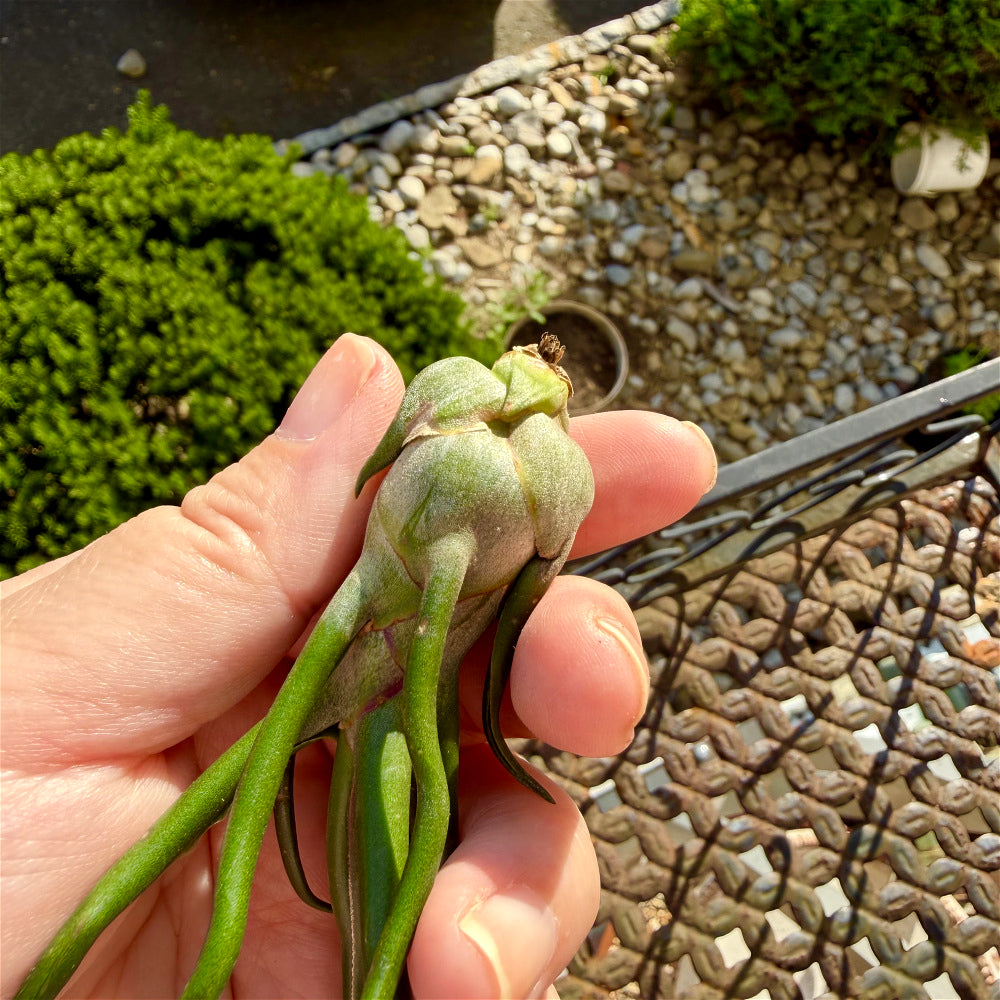 Tillandsia Bulbosa - Optional With Photo Frame