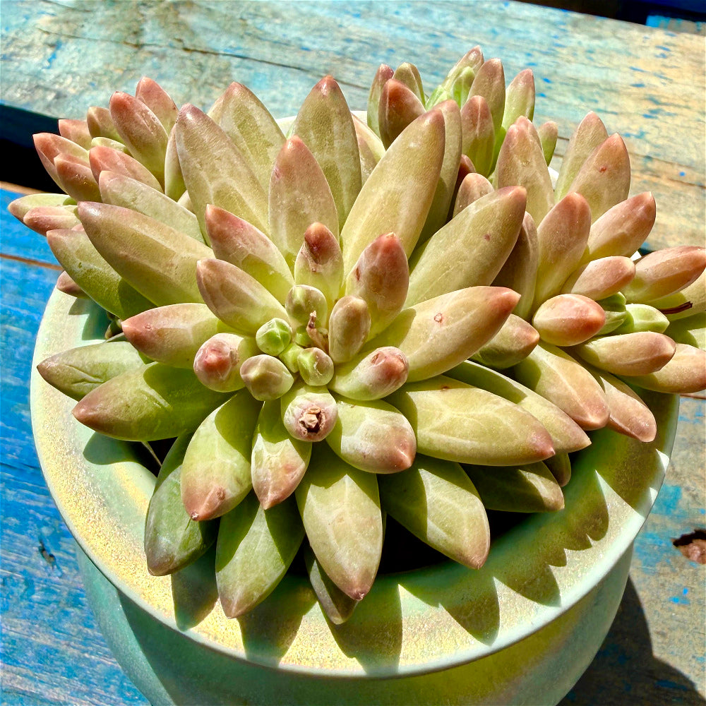 Echeveria 'Icarus' Cluster 3"-3.5" Diameter