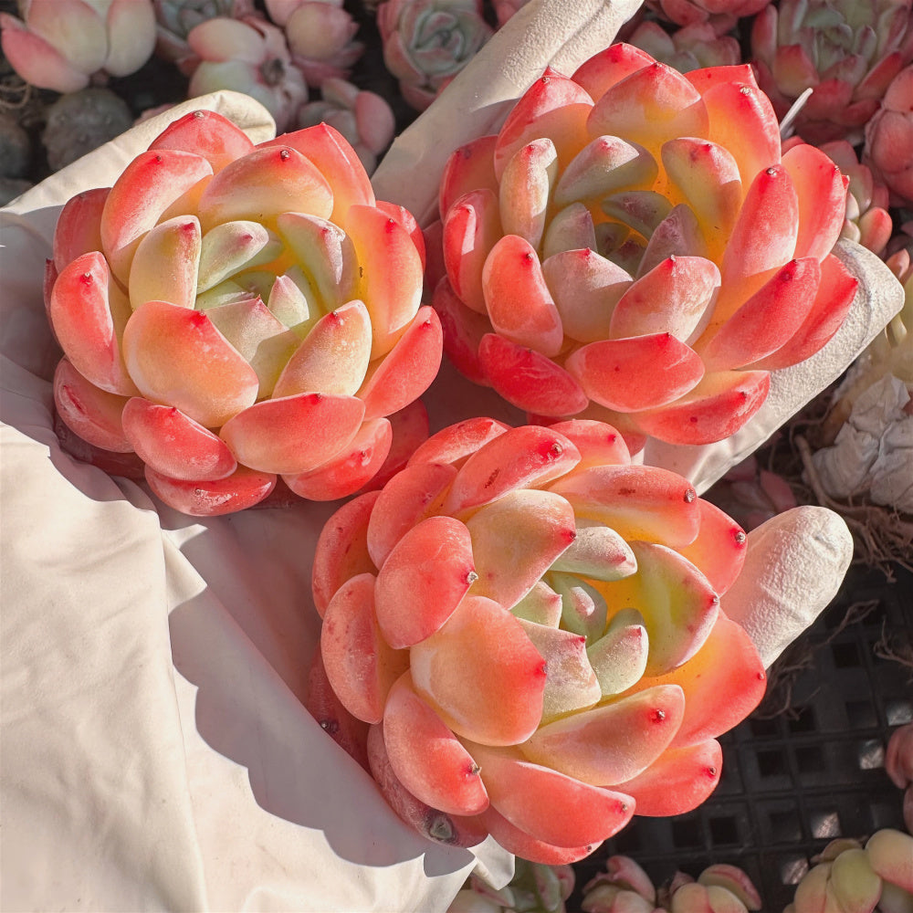 Echeveria 'Strawberry Almond' Succulent - Rare Pink Live Plant