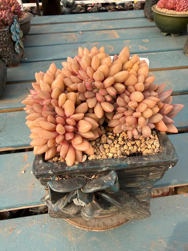 Exact Plant ID: THY098-0039 – Echeveria 'Peach Blossom Spring' – Rare Crested Succulent | 4-Years-Old Approx. 5-inch Across