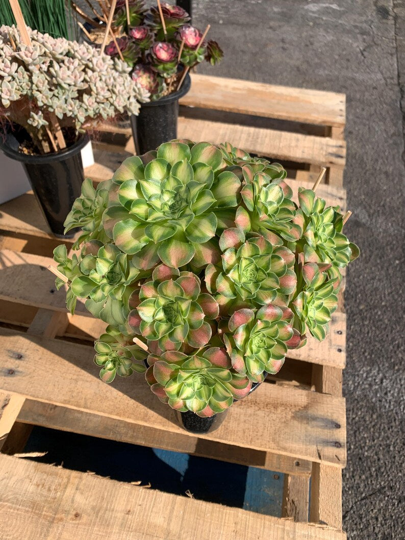 2512-005 Aeonium Arboreum 'Shaohua' - What You See What You Get Live - Boutique Rare Plant