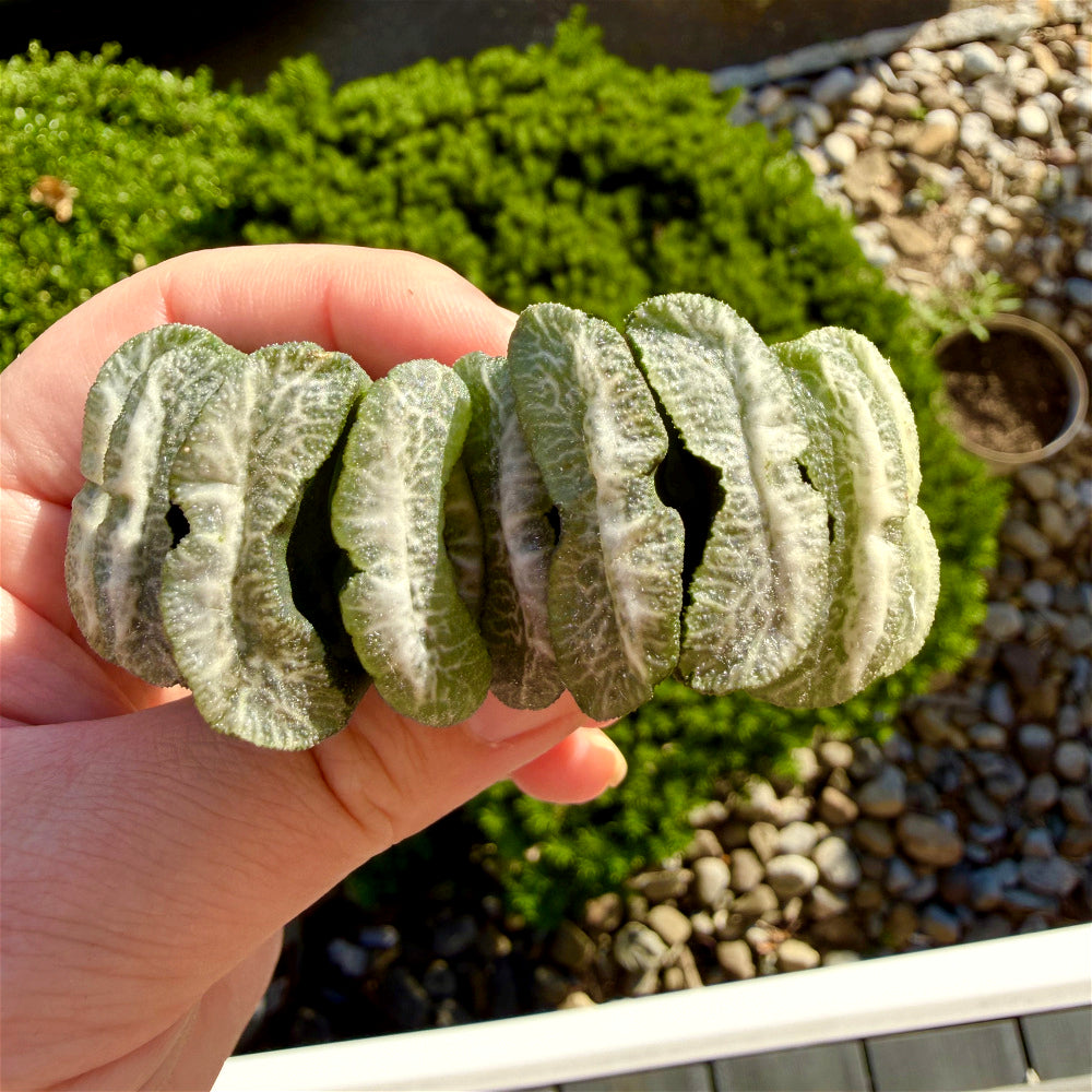 Haworthia Truncata