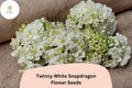 1000+ Twinny White Snapdragon Seeds | Antirrhinum majus | Double White Blooms for Borders & Containers