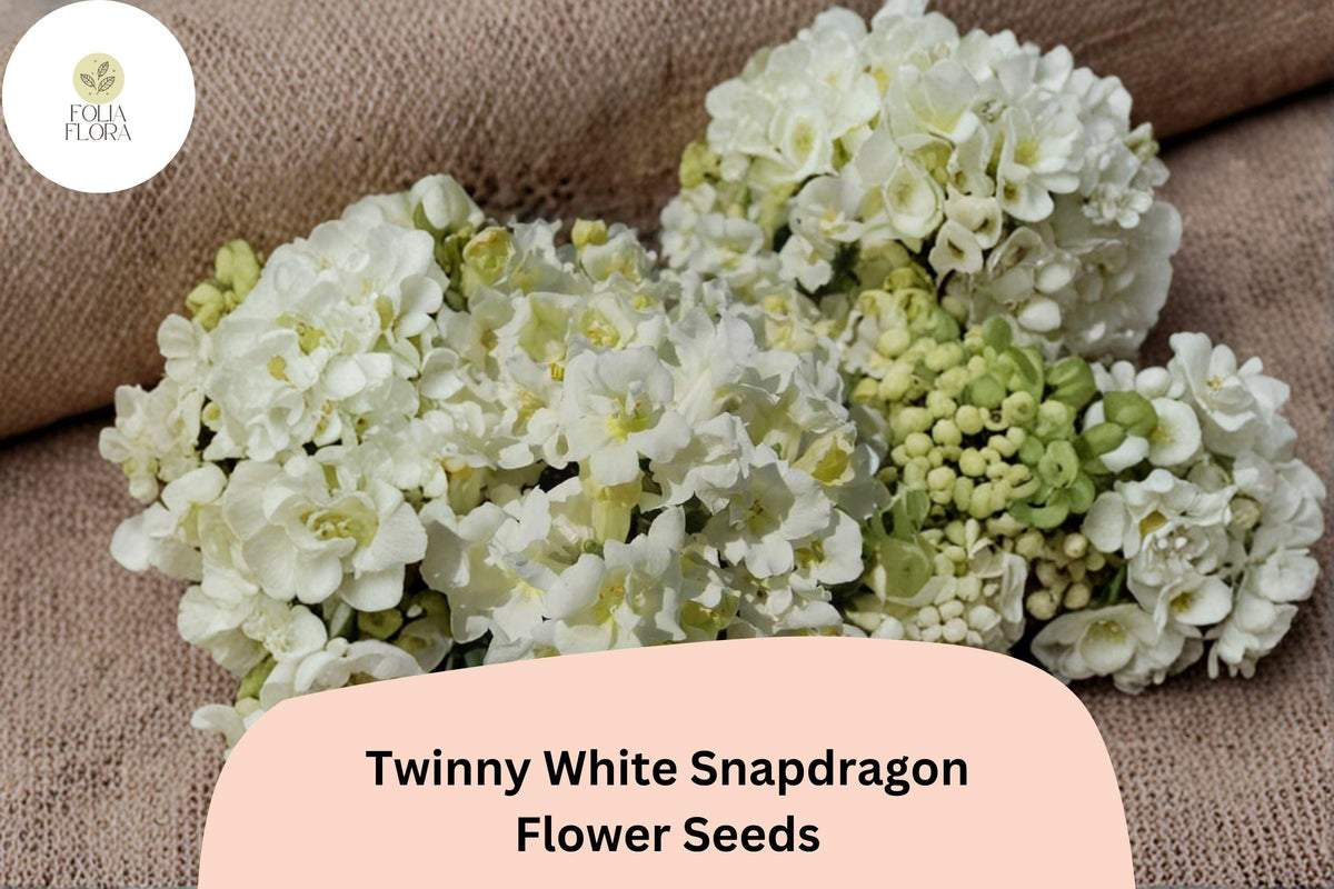 1000+ Twinny White Snapdragon Seeds | Antirrhinum majus | Double White Blooms for Borders & Containers