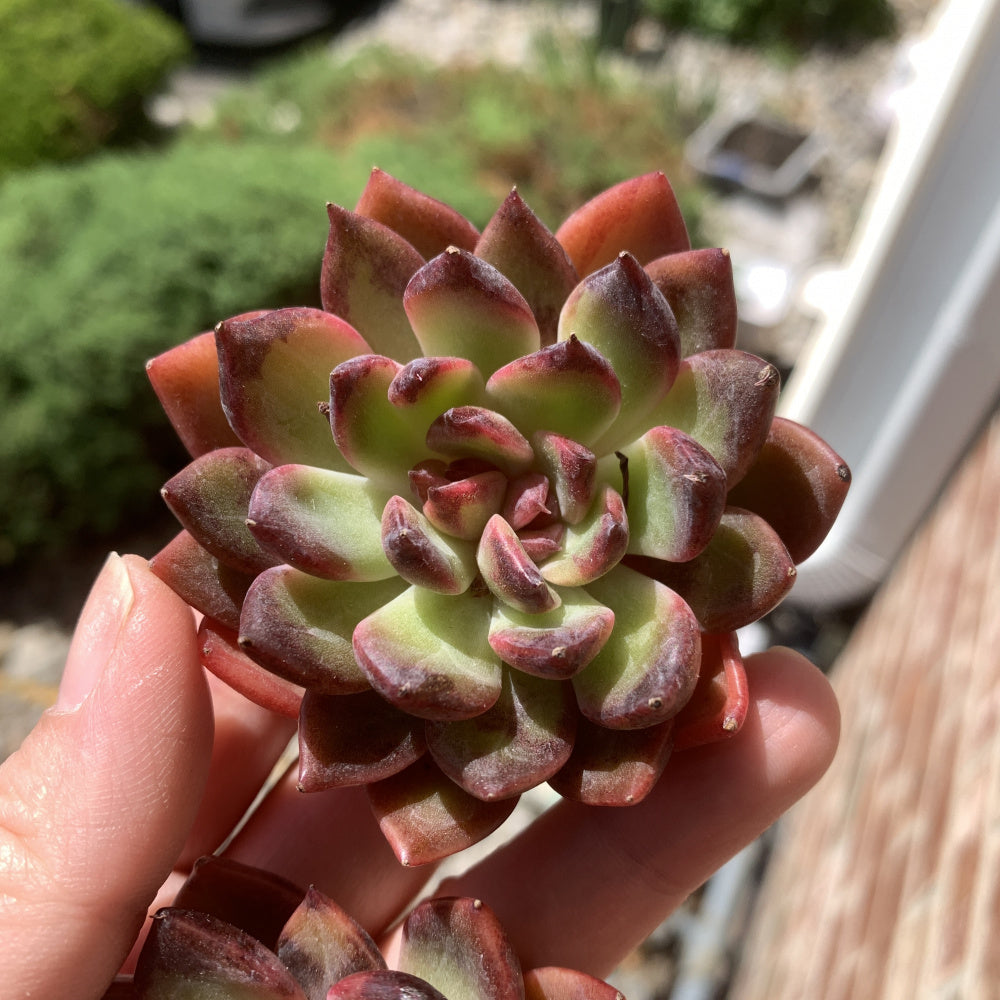 Echeveria ‘SHUTING' - Single Diameter Approx. 2"-2.5"