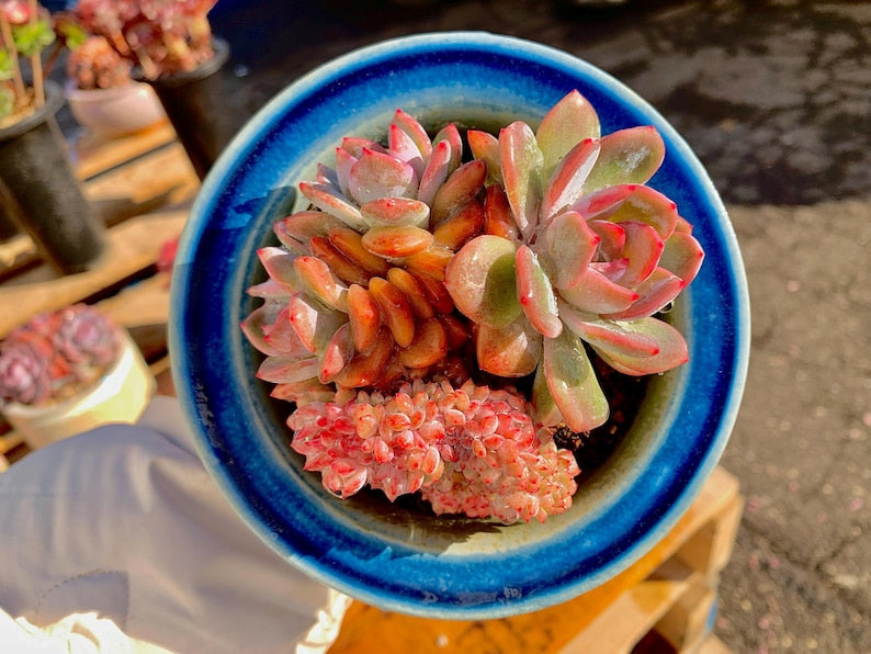 Boutique Echeveria ‘Orange Monroe’ Live Succulent | Rare Character Natural Form Succulent Plant | WYSIWYG | Bare Root Cluster Survive 2512-049