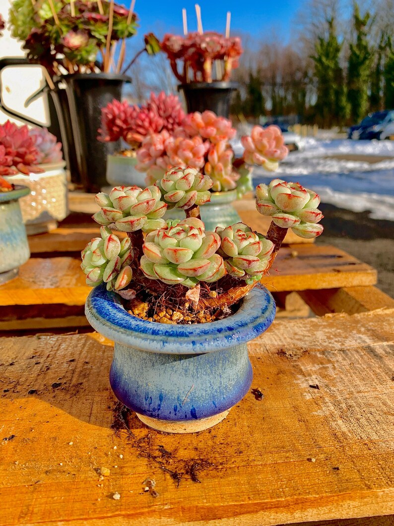 2512-031 Boutique Big Rare Succulents/Sedeveria Vanilla Bis /What You See is What You Get/Bare Root Without Soil Pot/Plants Gifts