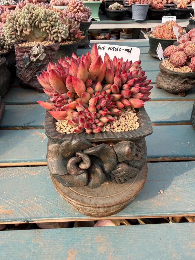 Rare Well-established Succulent --❉ Echeveria 'Pink Cherry' Gen 2 ❉–- Carefully for 42+ Months WYSIWYG Plant No. EDY068-0021