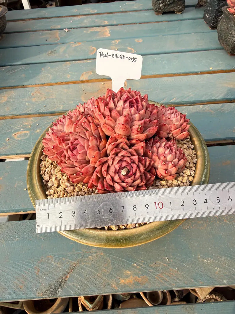 Plant ID: XHL078-0035 WYSIWYG Living Plant --❀ Echeveria 'Conch' 3.5-Year-Old Stage ❀–- Rare Multi-Head Clump-forming Succulent