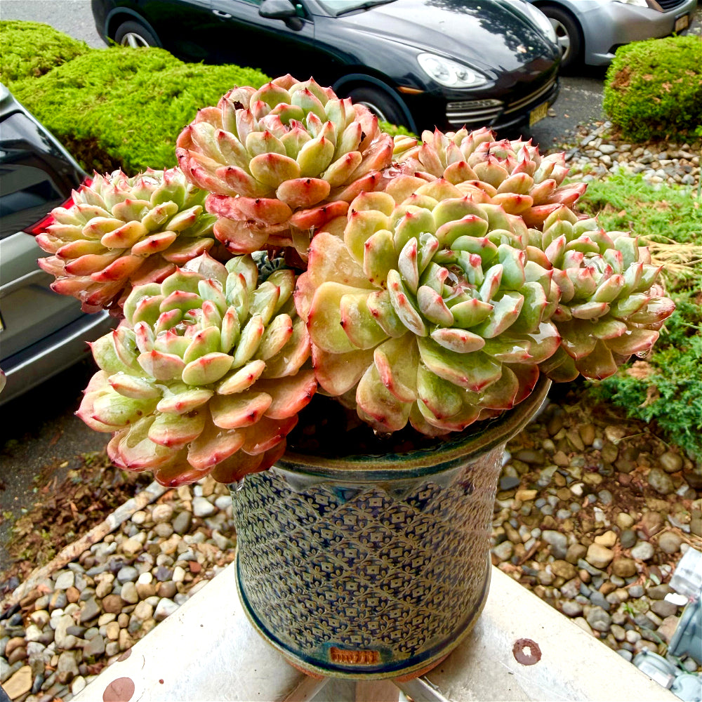 Echeveria 'Rosy Glow' 6.5"-7" WYSIWYG Live Plant - Exact Plant Shown Collector Rare Succulent