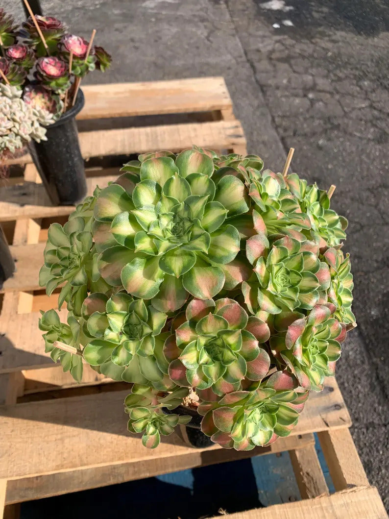 2512-005 Aeonium Arboreum 'Shaohua' - What You See What You Get Live - Boutique Rare Plant