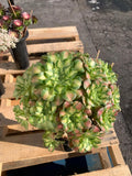 2512-005 Aeonium Arboreum 'Shaohua' - What You See What You Get Live - Boutique Rare Plant