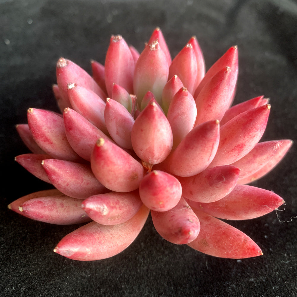 Echeveria 'Corn-poppy' 3"–3.5" Beautiful Color Succulent - Vibrant "Sugar Heart" Center Live Plant