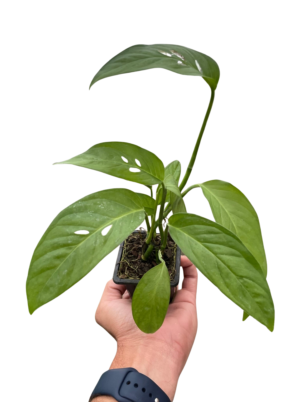Monstera Adansonii Swiss Cheese | Easy Care Vining Plant | House Plant Shop
