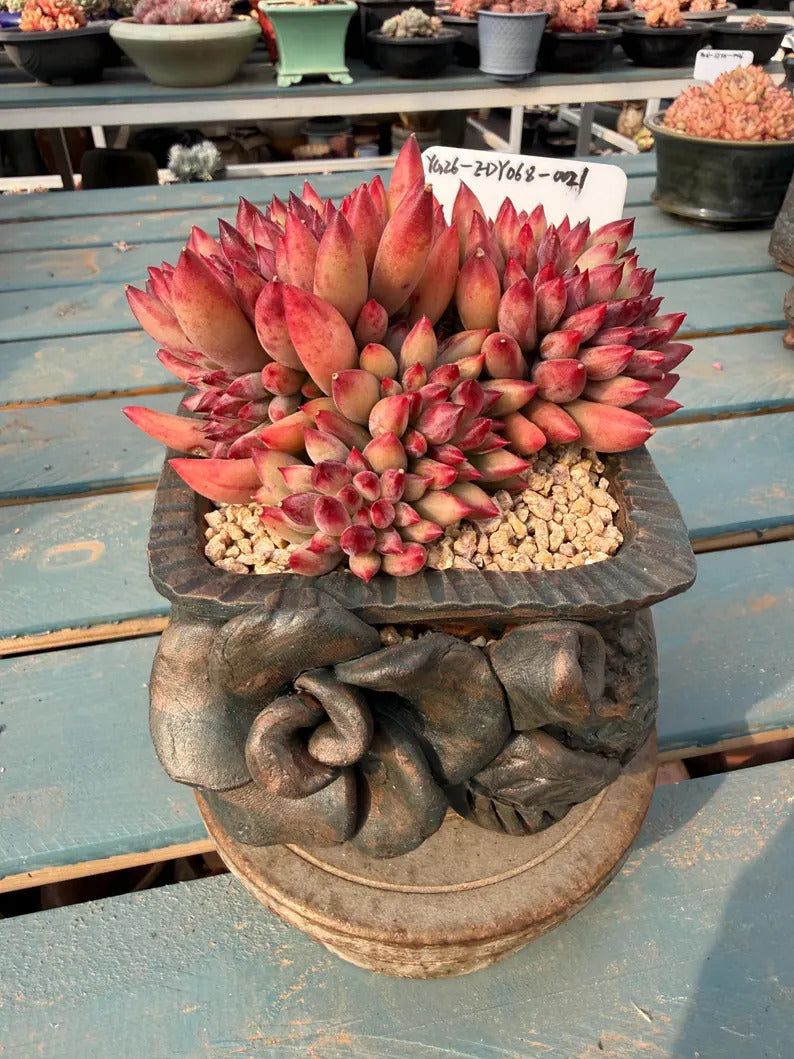 Rare Well-established Succulent --❉ Echeveria 'Pink Cherry' Gen 2 ❉–- Carefully for 42+ Months WYSIWYG Plant No. EDY068-0021