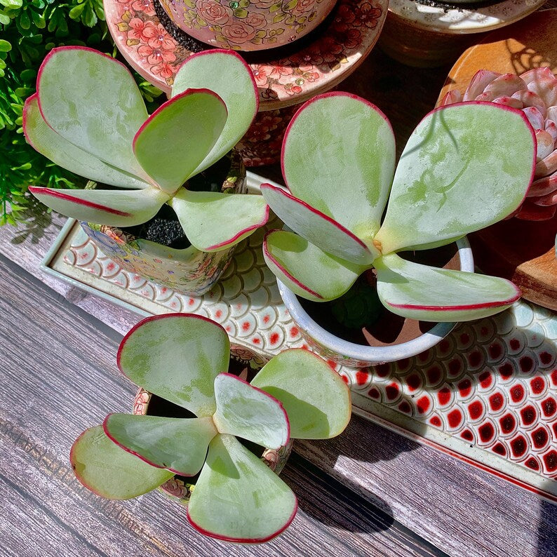 Cotyledon Orbiculata 'Frost Kiss' - Approx. 1.5" Diameter - Vibrant and Beginner-Friendly