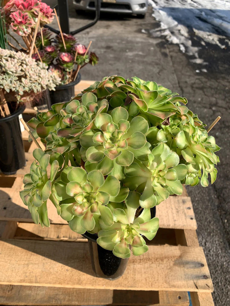 2512-005 Aeonium Arboreum 'Shaohua' - What You See What You Get Live - Boutique Rare Plant