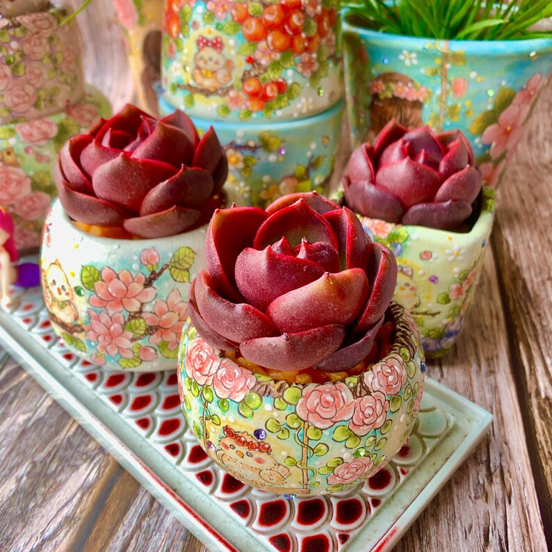 Echeveria 'Red Lantern' Approx. 3"–3.5" in Diameter