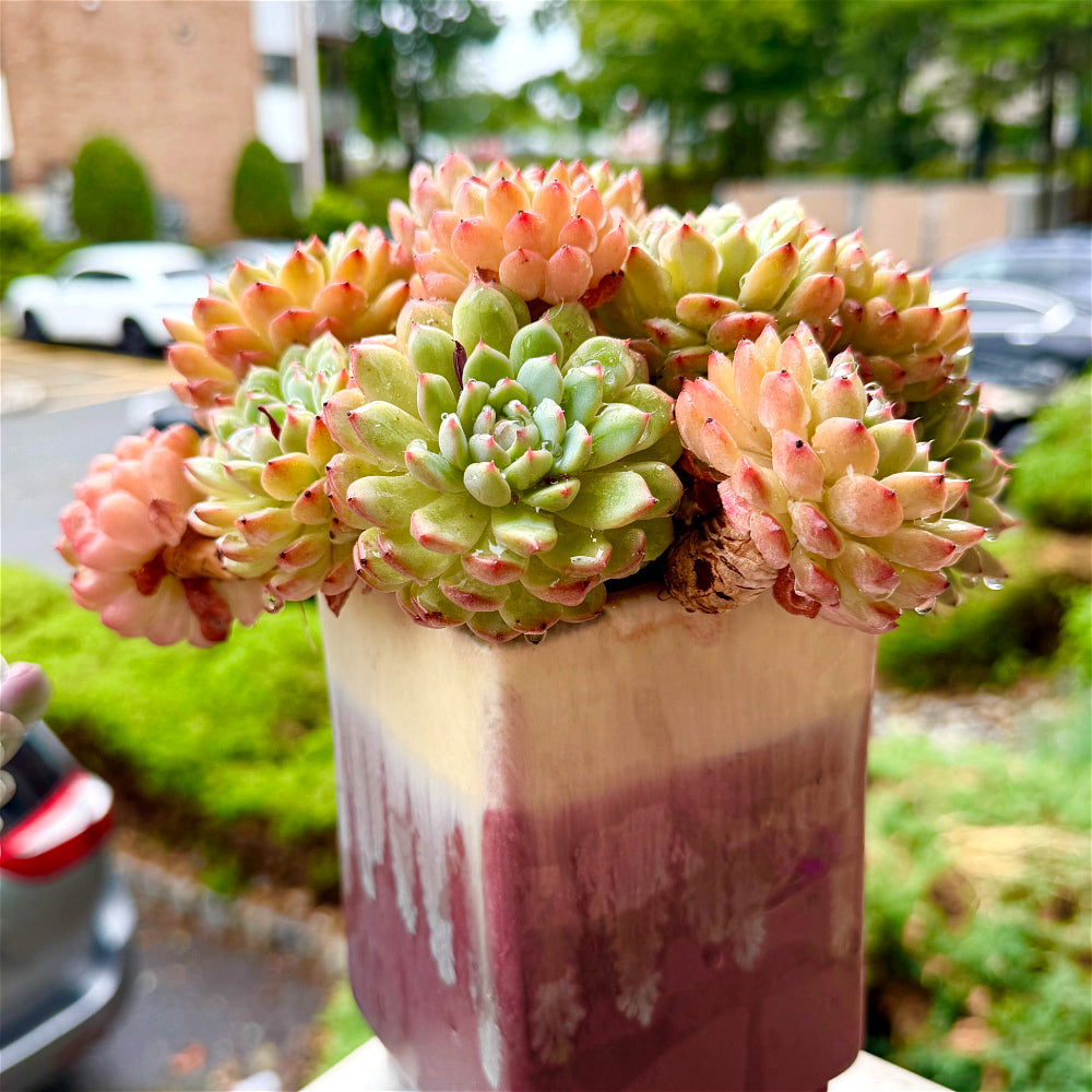 Echeveria 'Hani' 7"-7.5" Collector Succulent - One-of-a-Kind - Exact Plant Shown Rare Live Plant