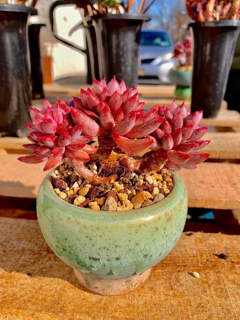 2512-016 Echeveria 'Cherry' - What You See is What You Get Living Plant- Boutique Rare Succulents