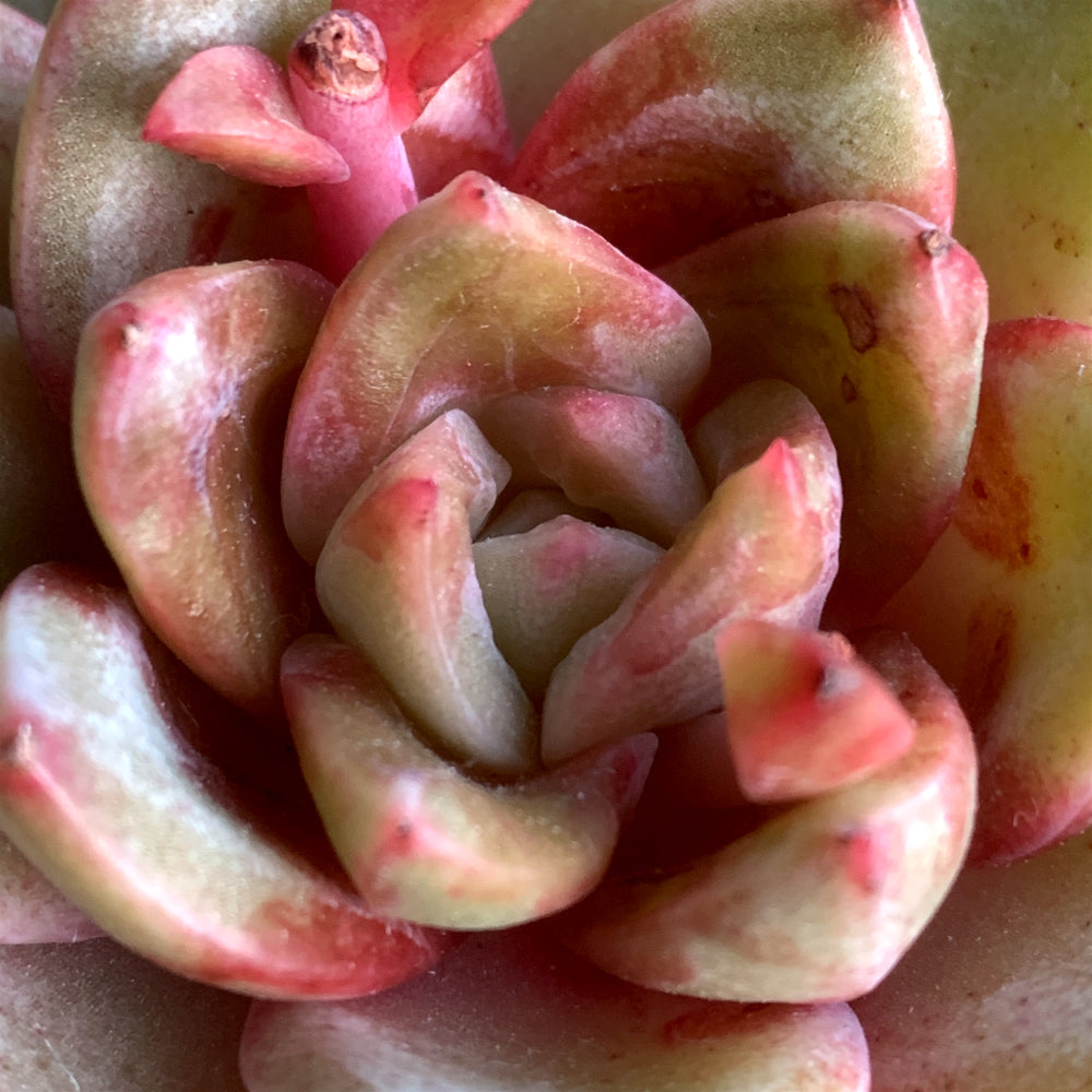 Popular Home Decor Plant - Echeveria 'German Champagne' - Easy-care Drought-tolerant Succulent