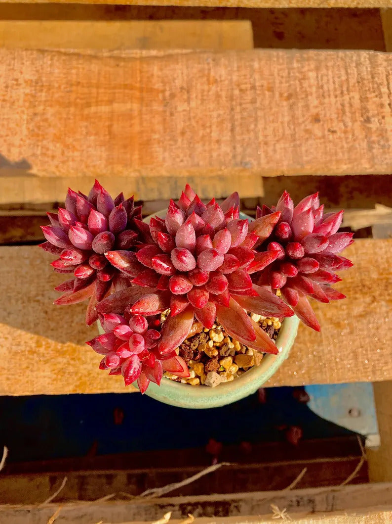 2512-016 Echeveria 'Cherry' - What You See is What You Get Living Plant- Boutique Rare Succulents