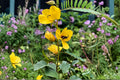 Partridge Pea Seeds 100 Pack | Native Wildflower Legume | Pollinator & Nitrogen Fixer | Chamaecrista fasciculata