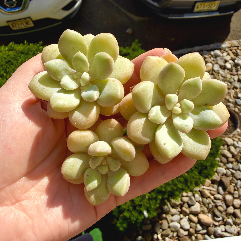 Graptoveria 'Bubble Gum' Multi-stemmed Clustered 3"-3.5"