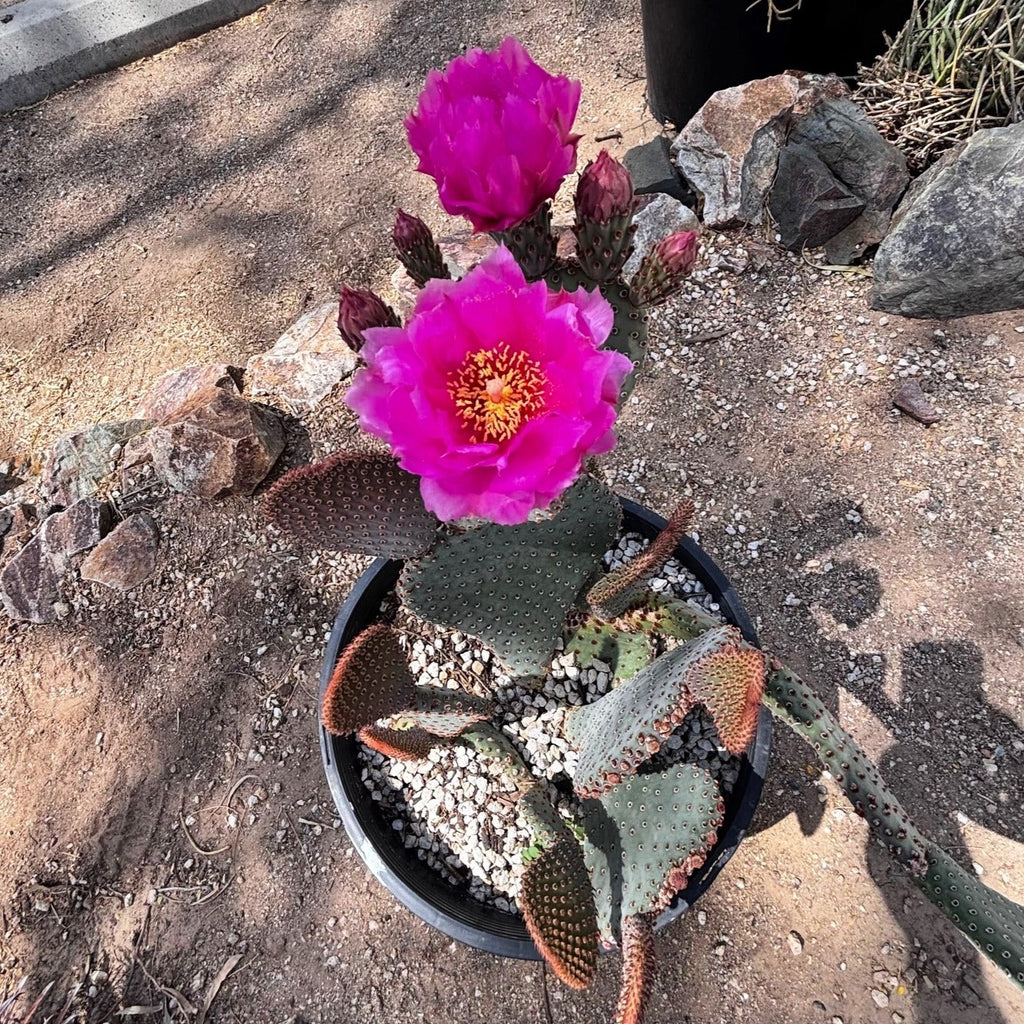 Beavertail Prickly Pear