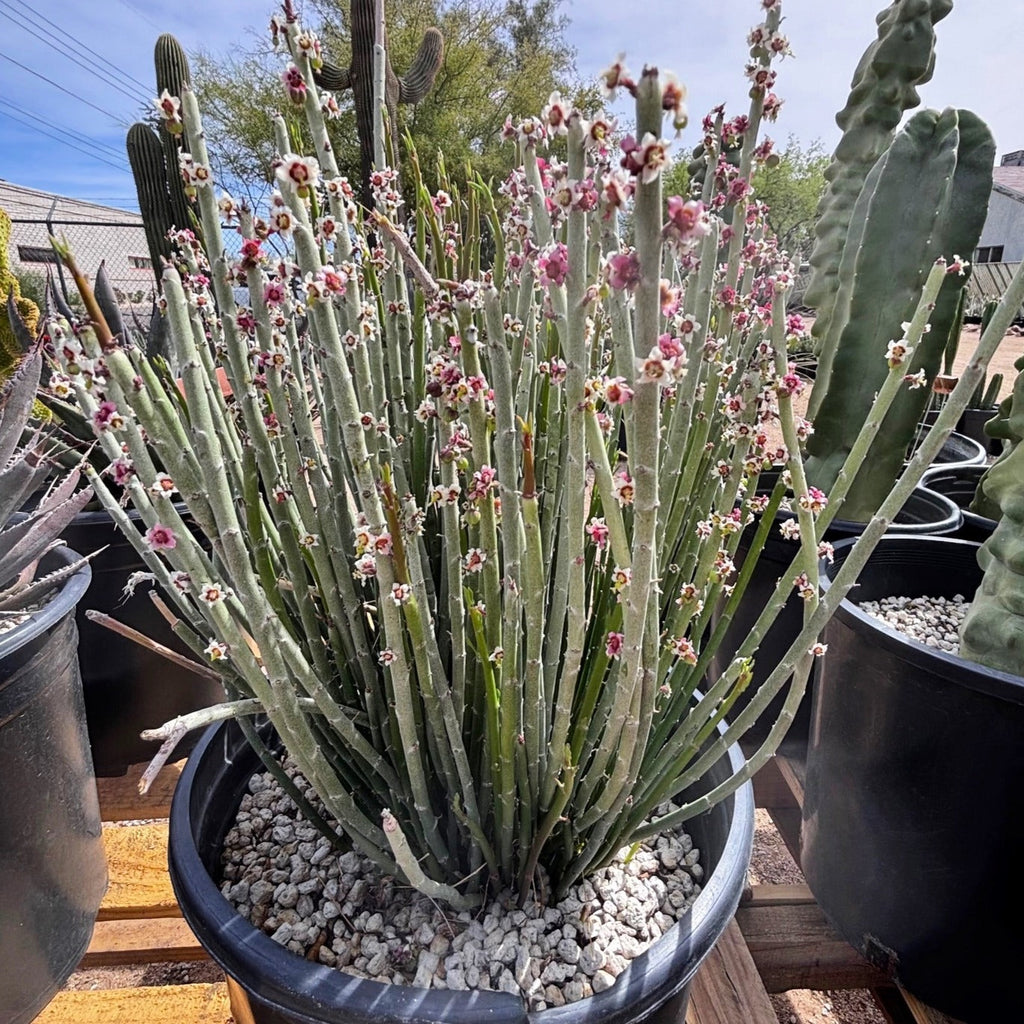 Candelilla