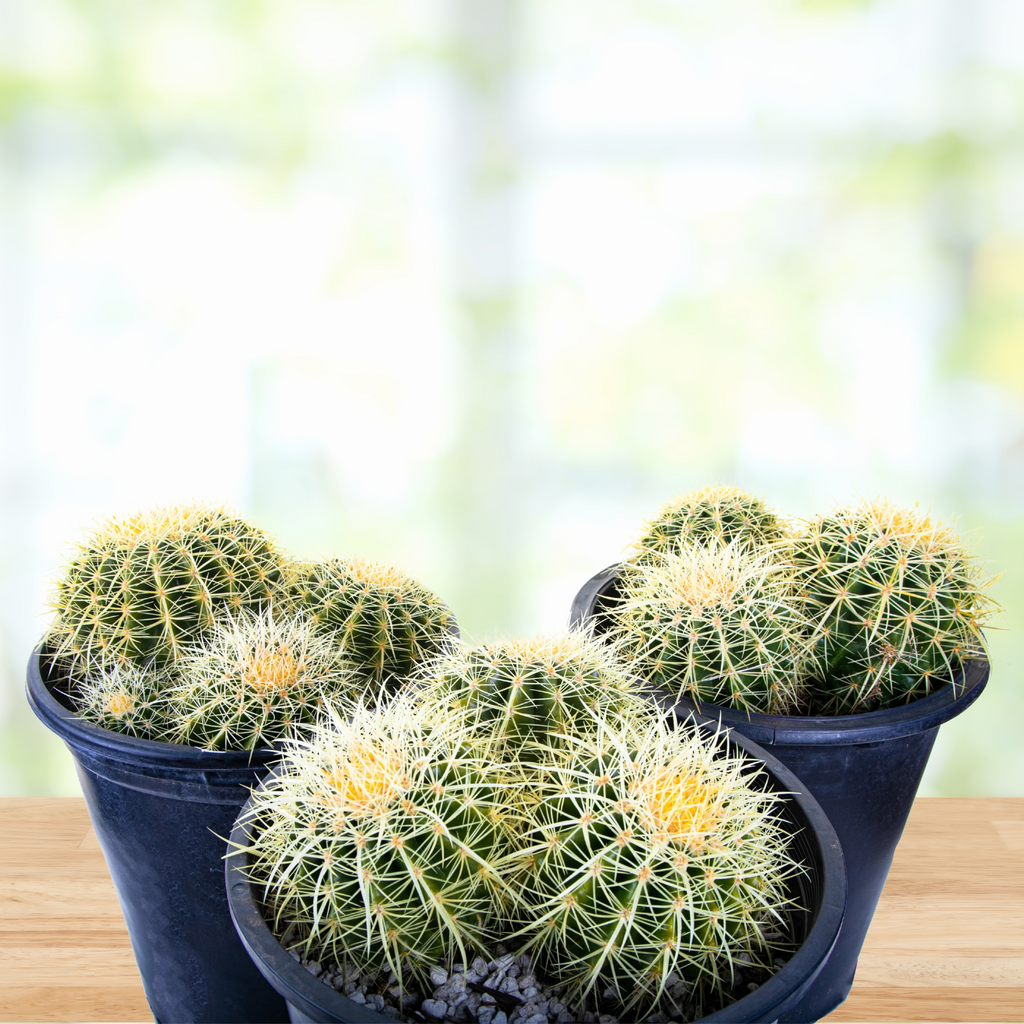 Golden Barrel Cactus