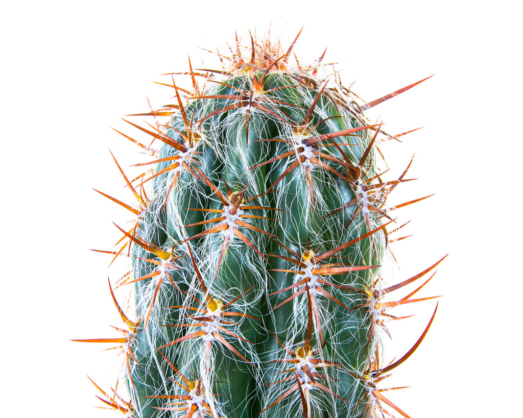 Old Man of the Andes Cactus