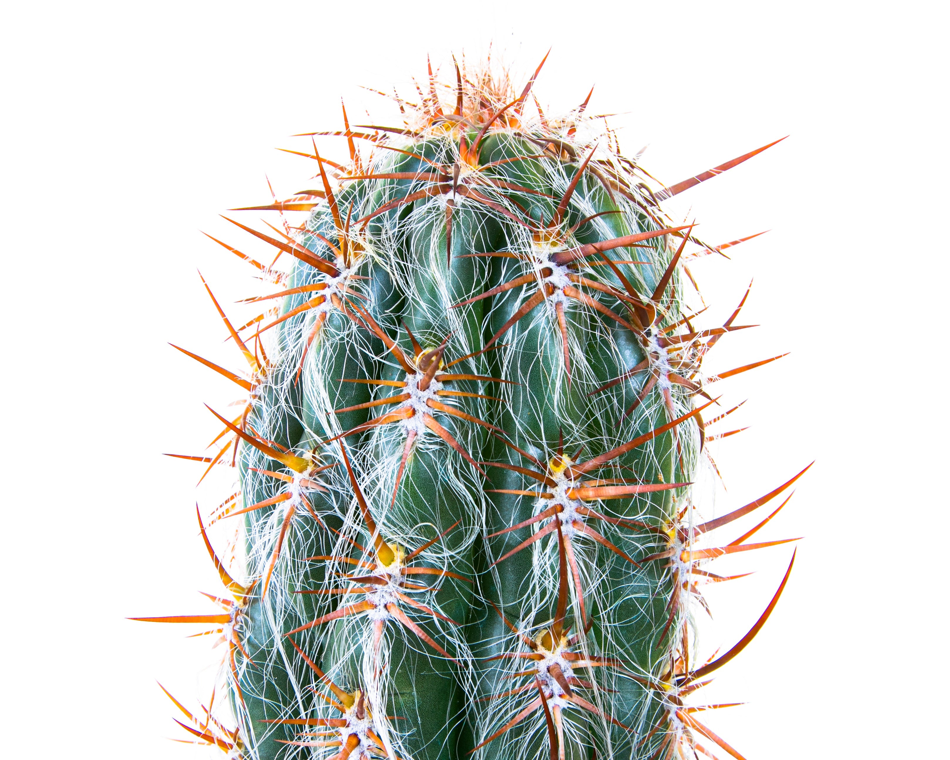 Old Man of the Andes Cactus