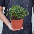 Peperomia Emerald Ripple Pepper