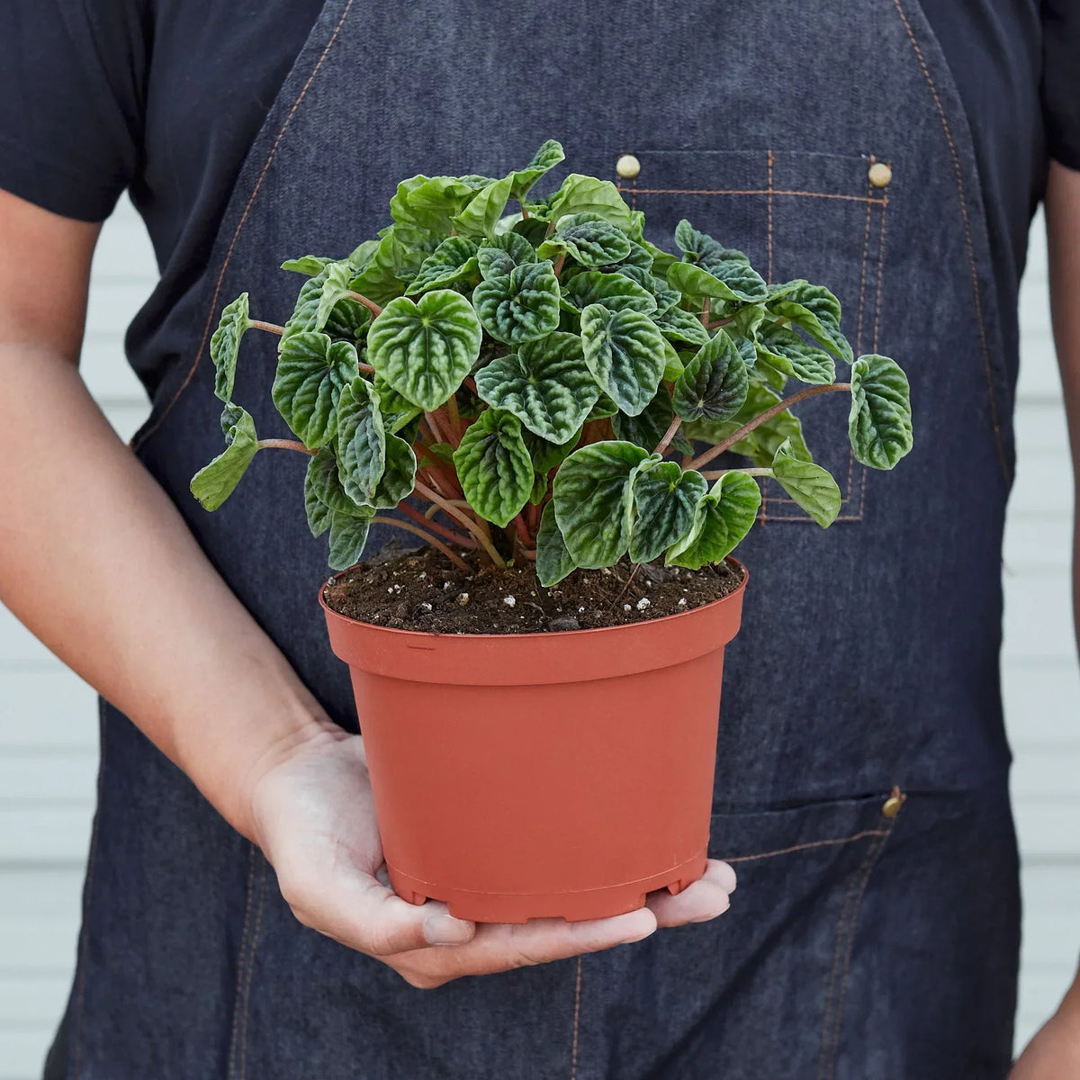Peperomia Emerald Ripple Pepper