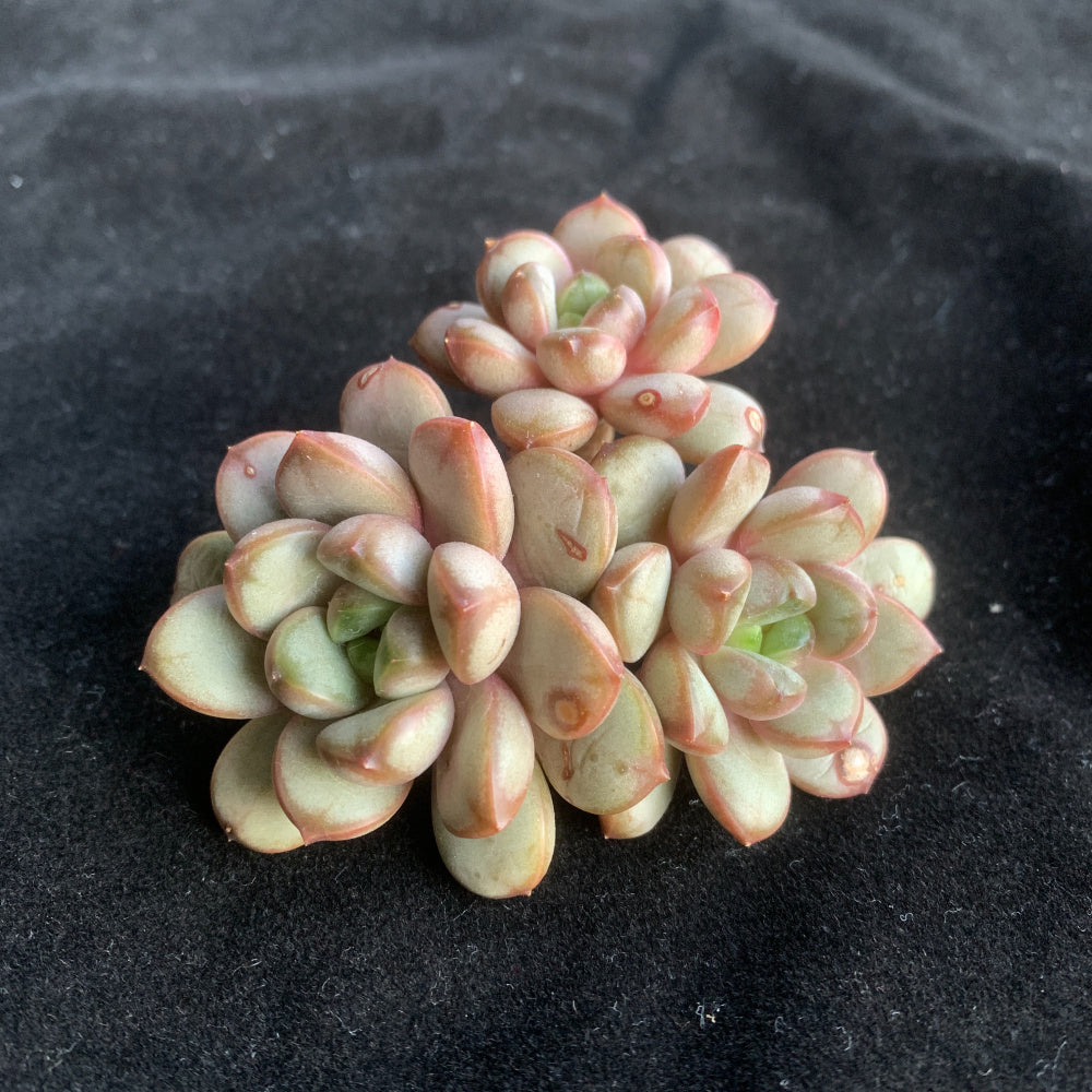 Father's Day Gift: Echeveria 'Champagne Grapes' - "Bubbly" Appearance Grape-like Cluster - Highly Valued Succulent